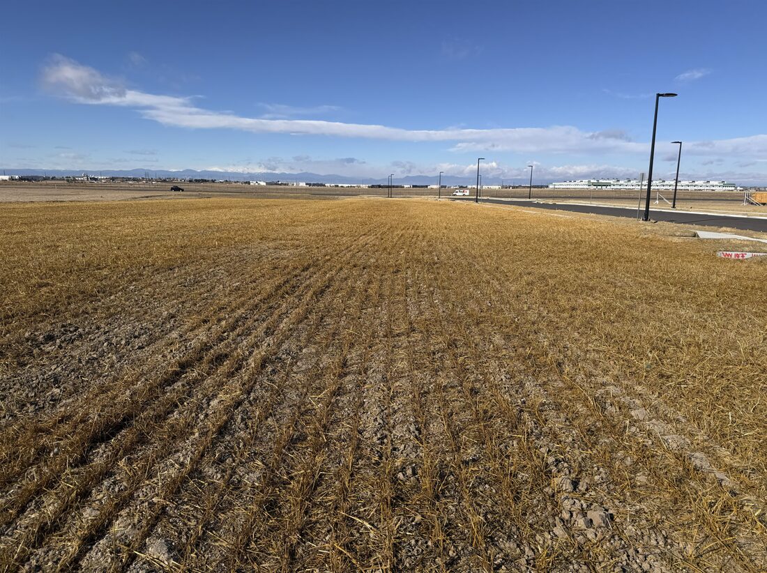 Field of crimped straw stabilizing a graded lot